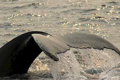 These marine mammals are highly acrobatic, breach repeatedly and have a spectacular blow of 10-13 feet ending in a beautiful haze of spray. This is always a popular sighting for passengers aboard the MV Uchuck III.